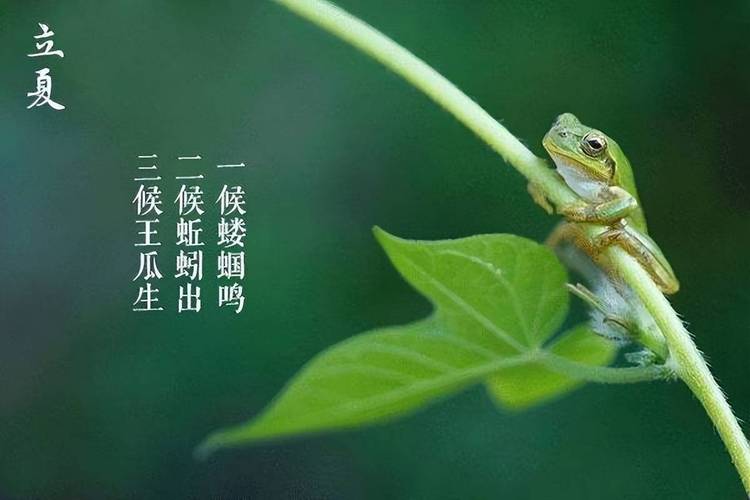 生肖属鸡出生在立夏节气是不是命很不好?立夏什么意思?