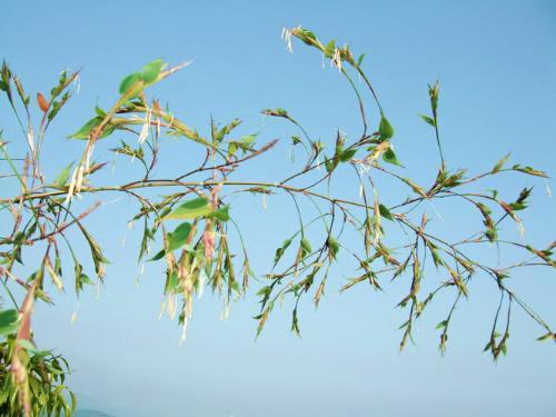 梦见竹子开花