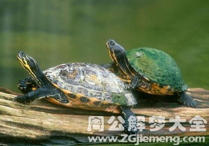 梦见清澈的水里有乌龟