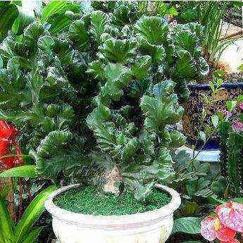 适宜在院中种植的风水植物