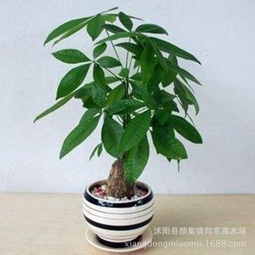 店铺招财风水植物