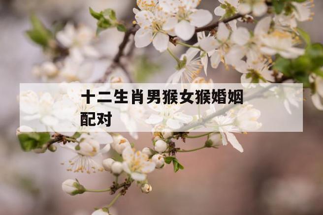 属猴怎样拥有一段长久的爱情