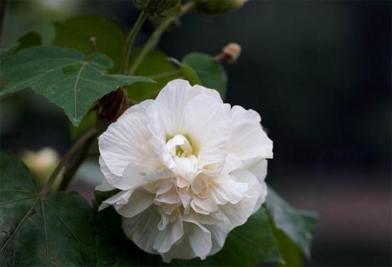 12月5日生日花语:芙蓉花,12月5日是什么星座?