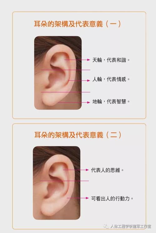 耳相16种图解 各种耳朵形状看富贵命运