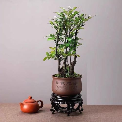 家里养小叶紫檀树好吗