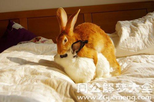 梦见兔子咬我屁股
