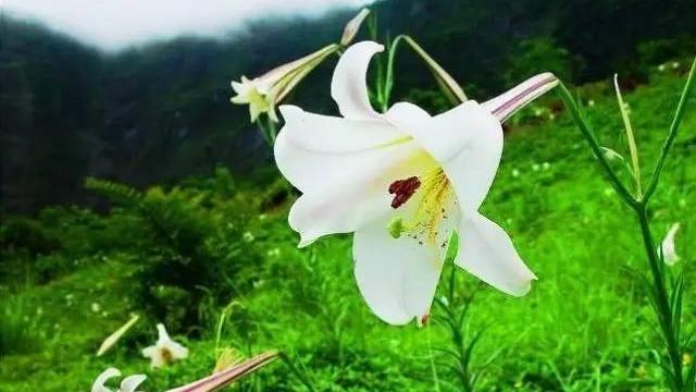 梦见山上开花象征着什么?