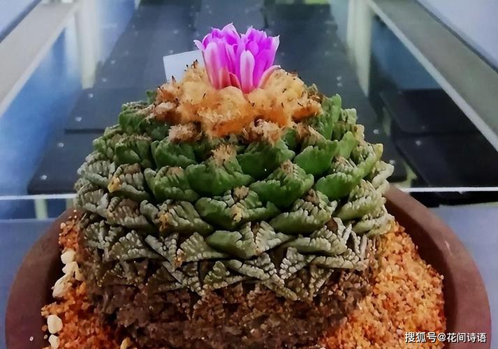 令人咋舌的十大天价多肉