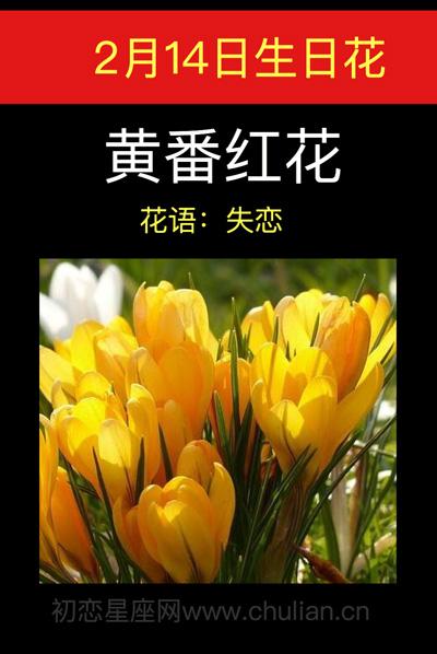 2月15日花:黄番红花,生日花语热情