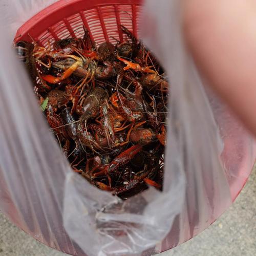 梦见死龙虾