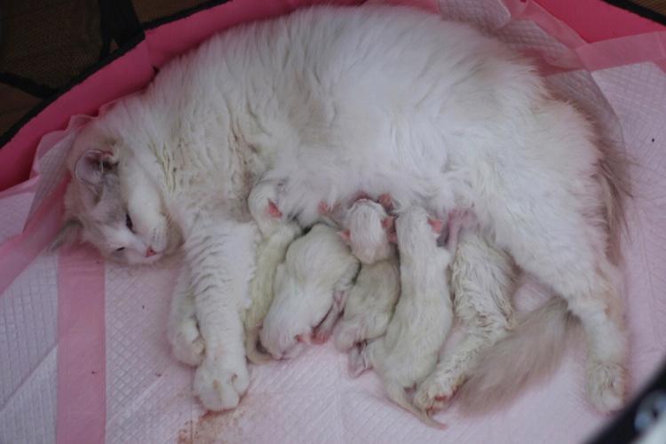 梦见猫生了小猫是什么意思
