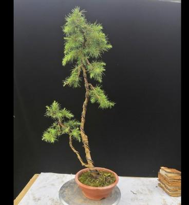 五针松及雪松各有何风水作用?