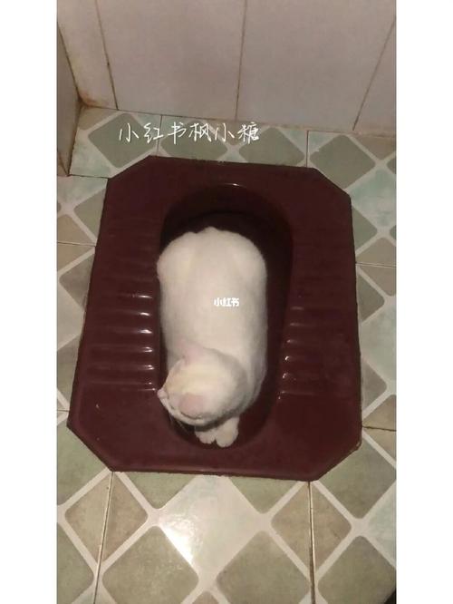梦见猫掉厕所里