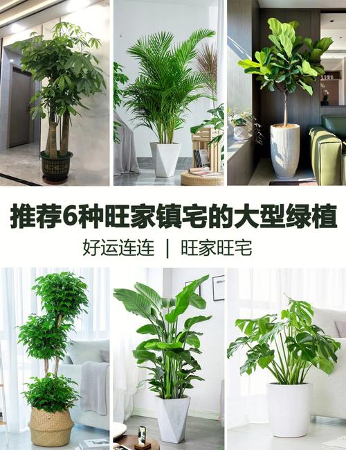 家里最旺财的十种绿植