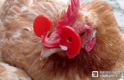 梦见鸡啄我见血是什么意思