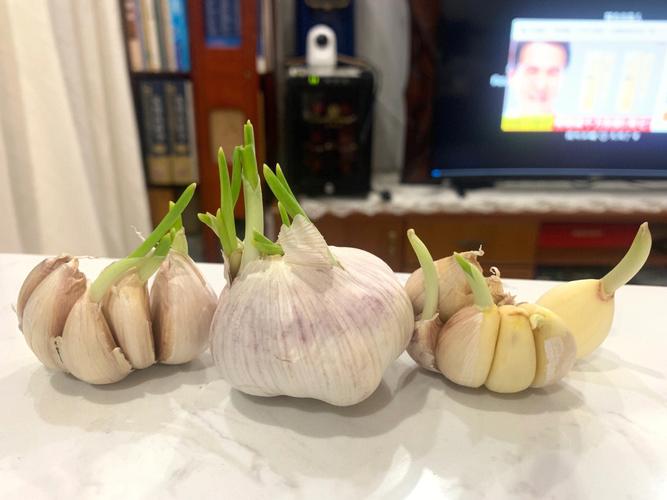梦见种大蒜周公解梦,梦见种大蒜是什么意思?