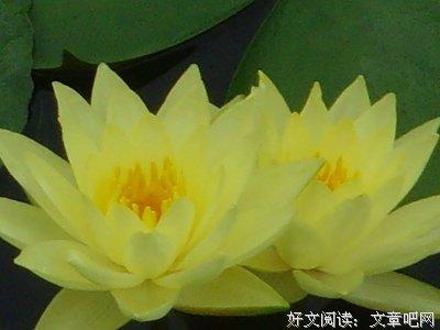 梦见荷花表示什么意思