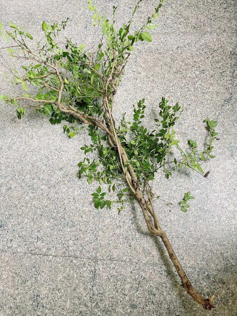 梦见小树折断