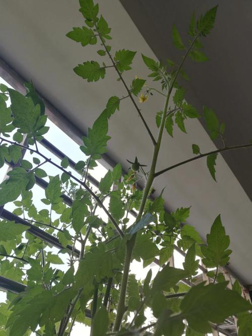 梦见西红柿树结了好多