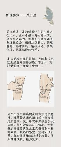 足三里的作用与好处,强生健体,健脾健胃