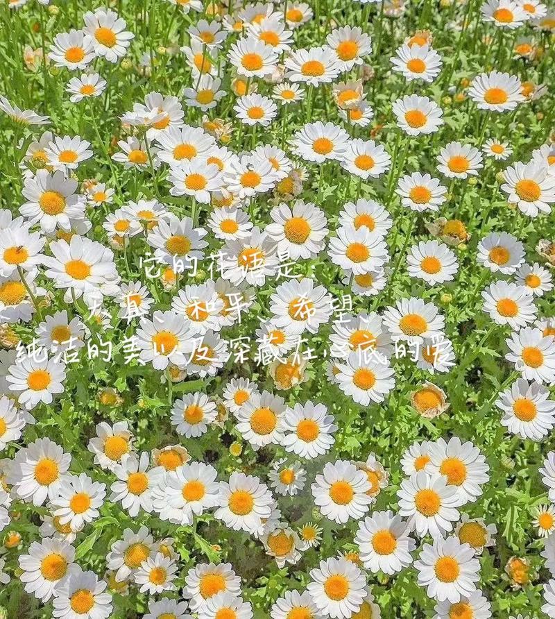十一月的花语是什么?雏菊
