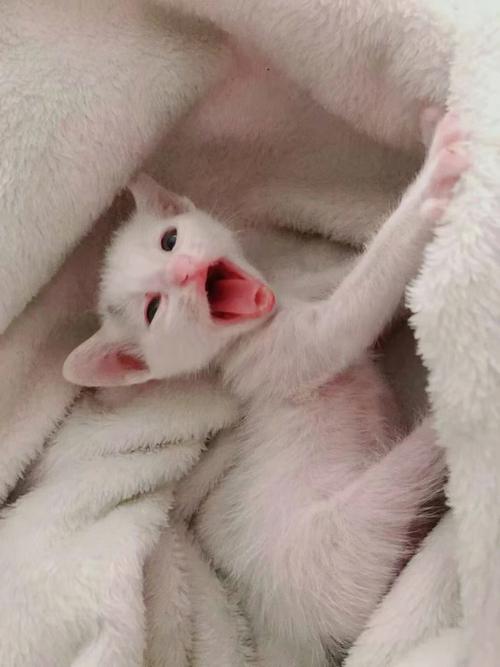 猫死后会给主人托梦吗