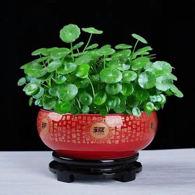 属蛇人适合养什么植物