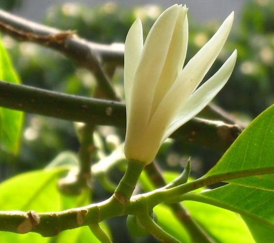 梦见白兰花