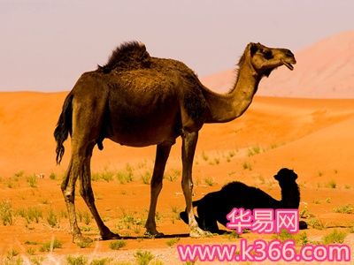 梦见单峰骆驼周公解梦,梦见单峰骆驼是什么意思?