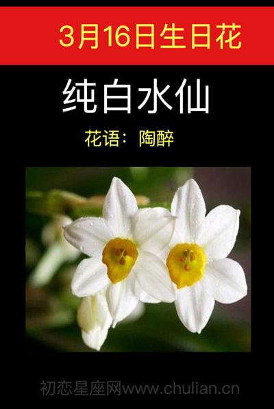 3月16日花语:纯白水仙,生日花语陶醉