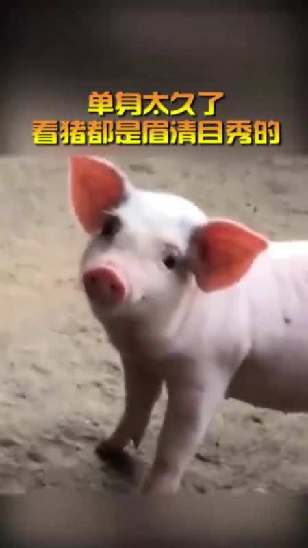 生肖猪的你还要单身多久
