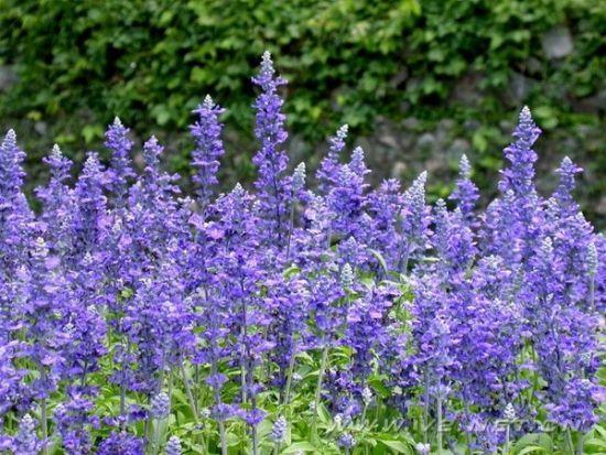 洋苏草花语:热烈的思念、期待