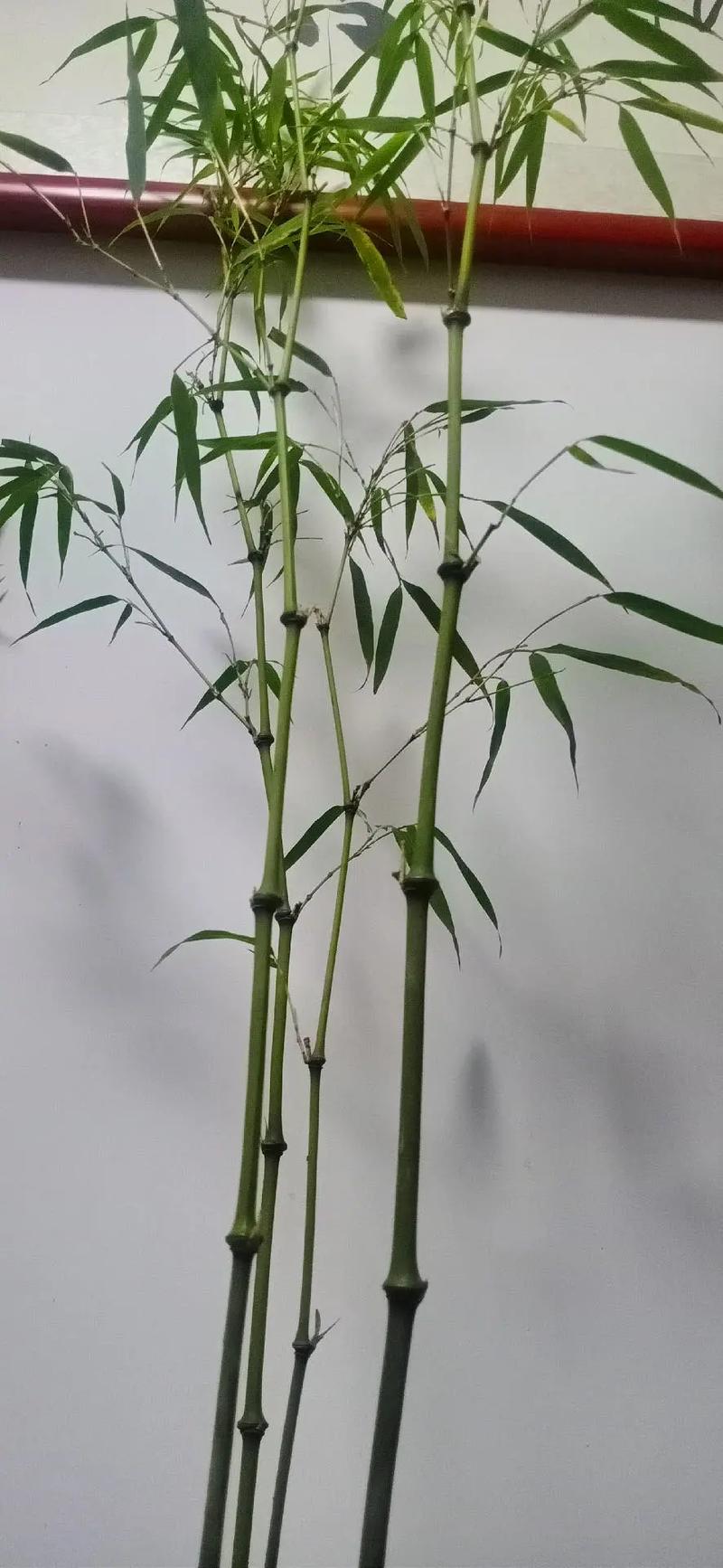 喜欢沾花惹草的生肖们