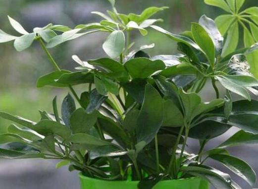 家养植物的风水禁忌有哪些?