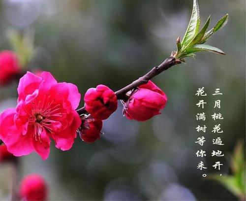 五月桃花挡不住的4大生肖