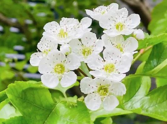 4月24日花语:山楂,生日花语守护