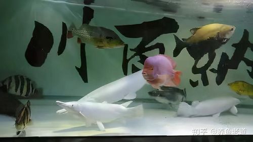 一缸能养两条招财鱼吗,养鱼注意事项