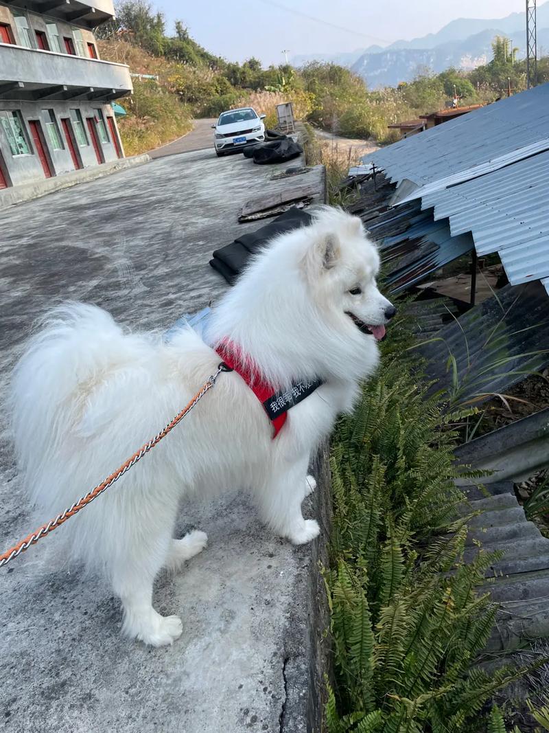 萨摩耶好听的名字大全