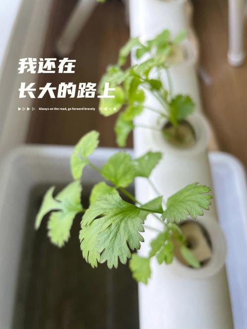 女人梦见绿色的生菜什么意思