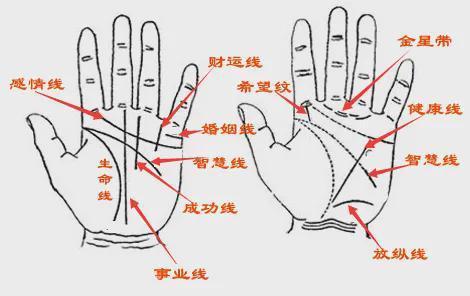 看手相算命图解男左手