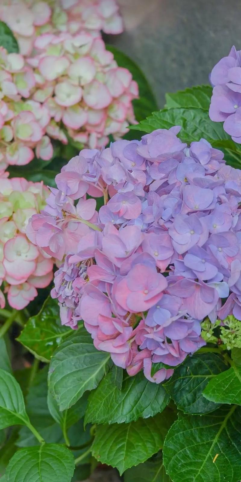 诗意动听的花卉公司名字大全