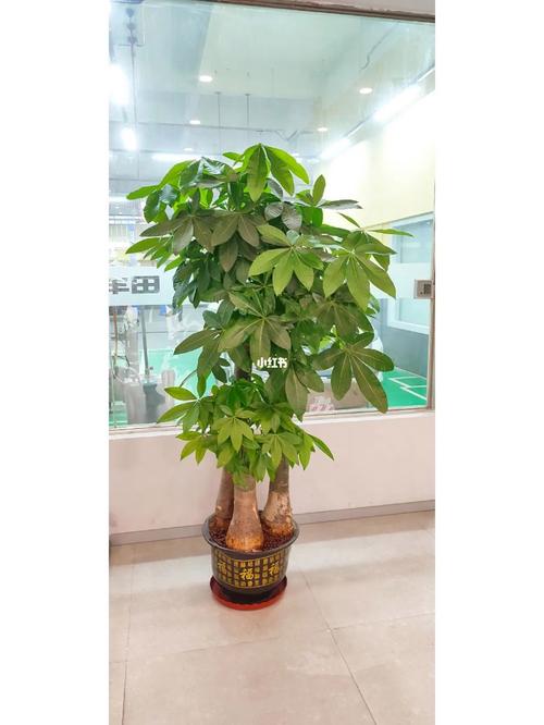 发财树放在进门左边还是右边
