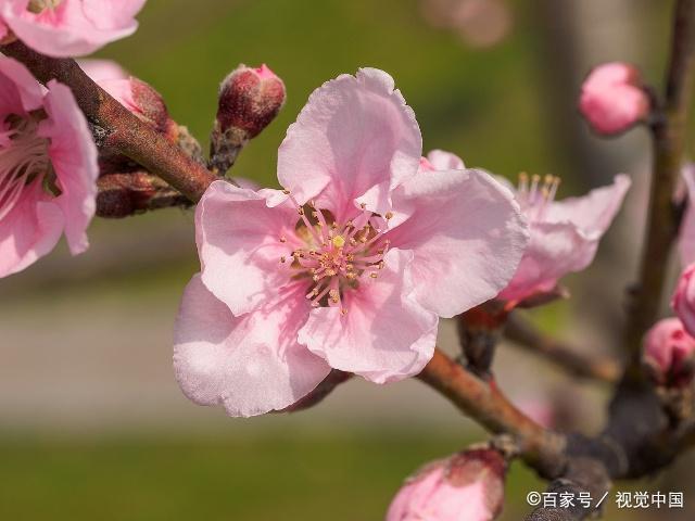 哪些方面会破坏桃花