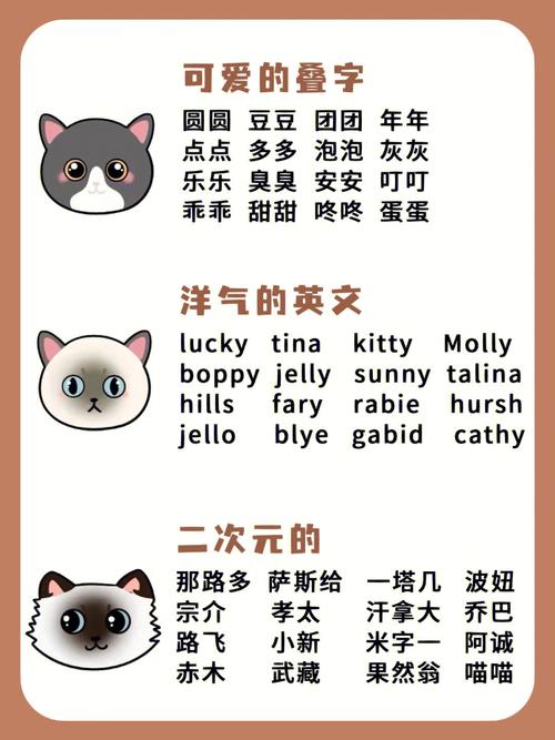 给猫咪起名字 我们一起学猫叫
