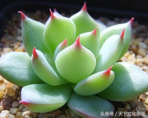 能给十二生肖招财添运的风水花草
