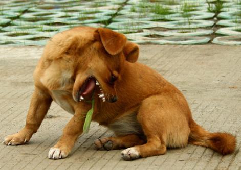 孕妇梦见小黄狗什么意思