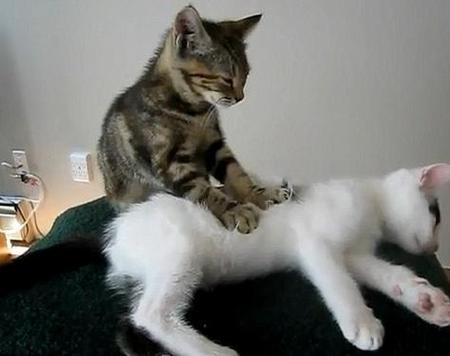 梦见许多猫与猫打架