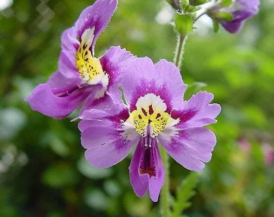 花语大全:蛾蝶花的花语是什么?