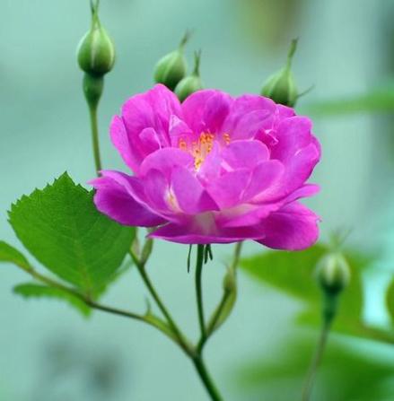 属鼠的人格能从什么花中看出来