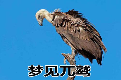 梦见兀鹫是什么意思